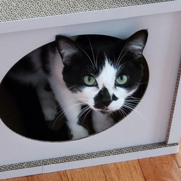 Enlarge Edie, a Adopted Domestic Short Hair in Fishkill, NY image 2/2