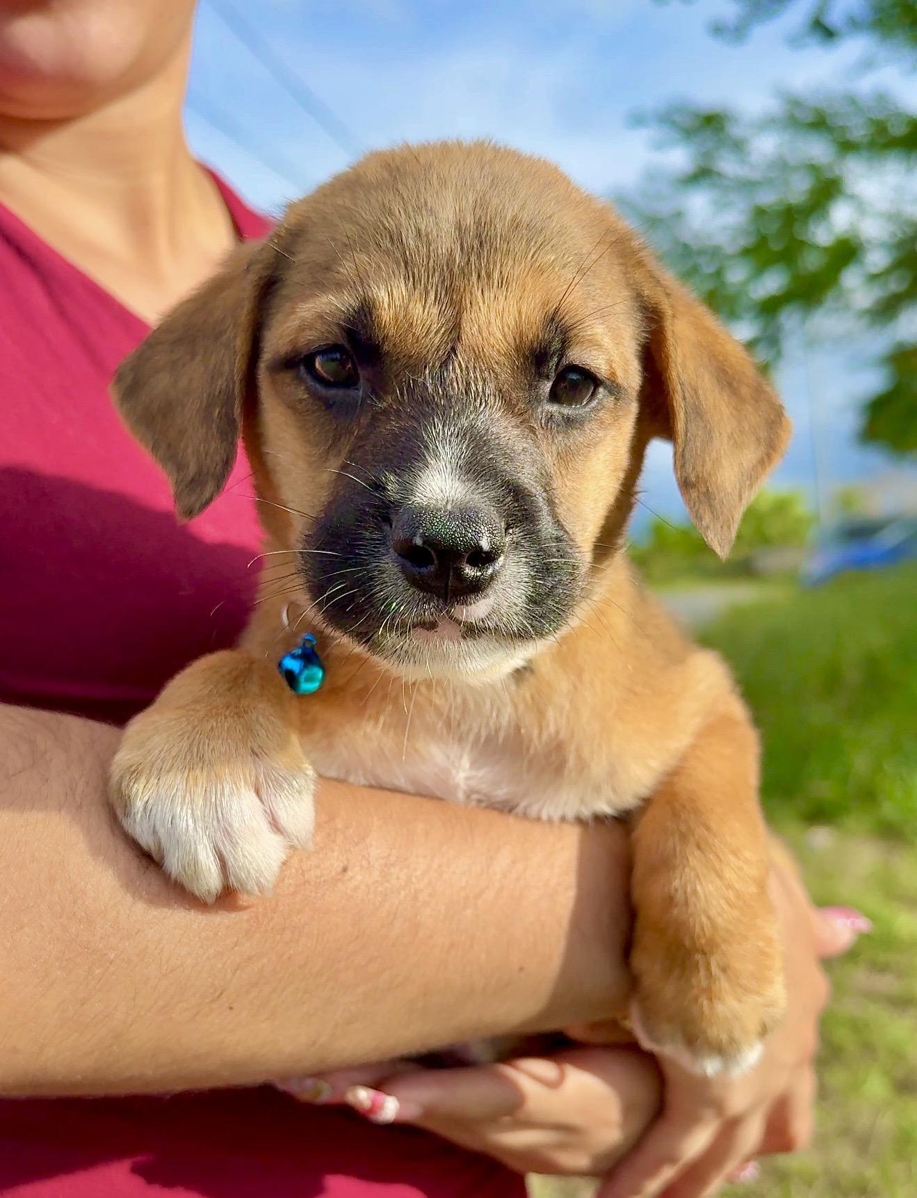 Teddy - Loving, Playful Boy Puppy *LOW FEE*, adopted, Puppy Male Labrador Retriever & Shepherd.