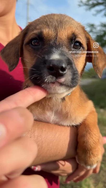 Enlarge Teddy - Loving, Playful Boy Puppy *LOW FEE*, an adopted mixed breed in Brooklyn , NY video 3/6