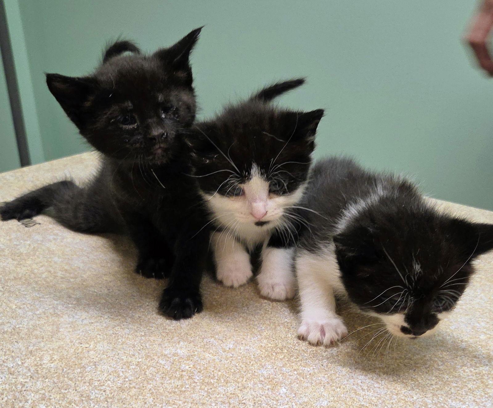Cedric Kitten, a Adoptable mixed breed in Nazareth, PA image 2/2