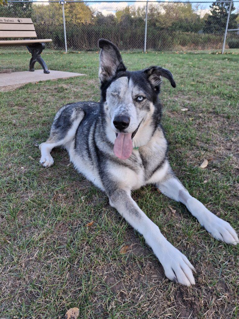 Enlarge SUKI, a Adoptable Husky in Ironwood, MI image 1/2
