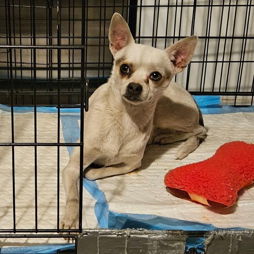 Papi, Adoptable, Adult Male Chihuahua.
