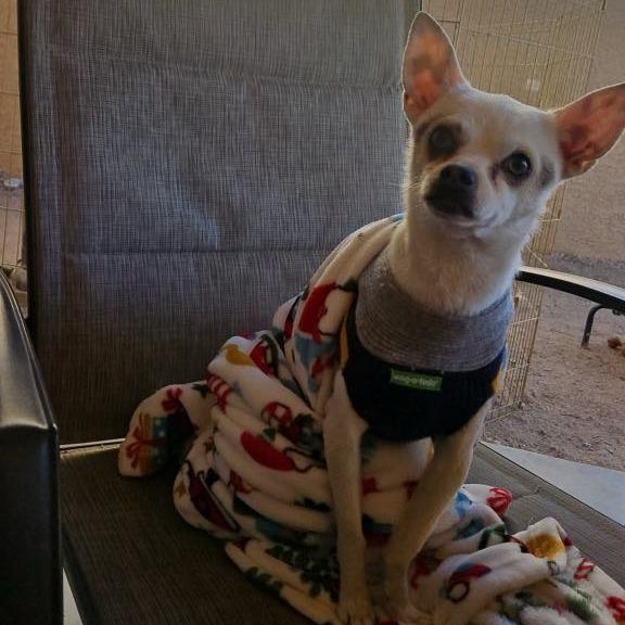 Enlarge Papi, a Adoptable mixed breed in Queen Creek, AZ image 3/4