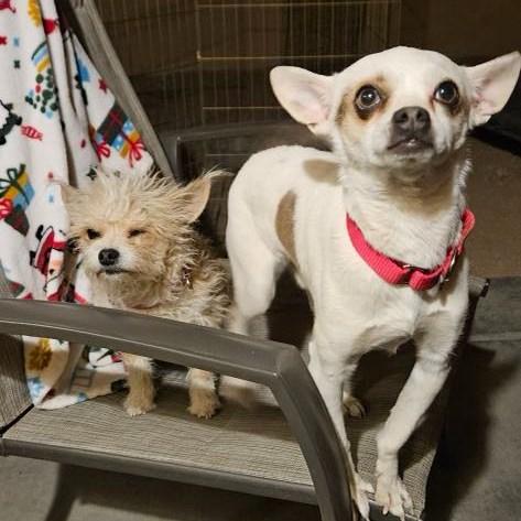 Enlarge Papi, a Adoptable mixed breed in Queen Creek, AZ image 2/4