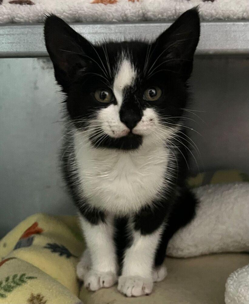 Enlarge Bolt, a Adoptable Domestic Short Hair in McPherson, KS image 1/2