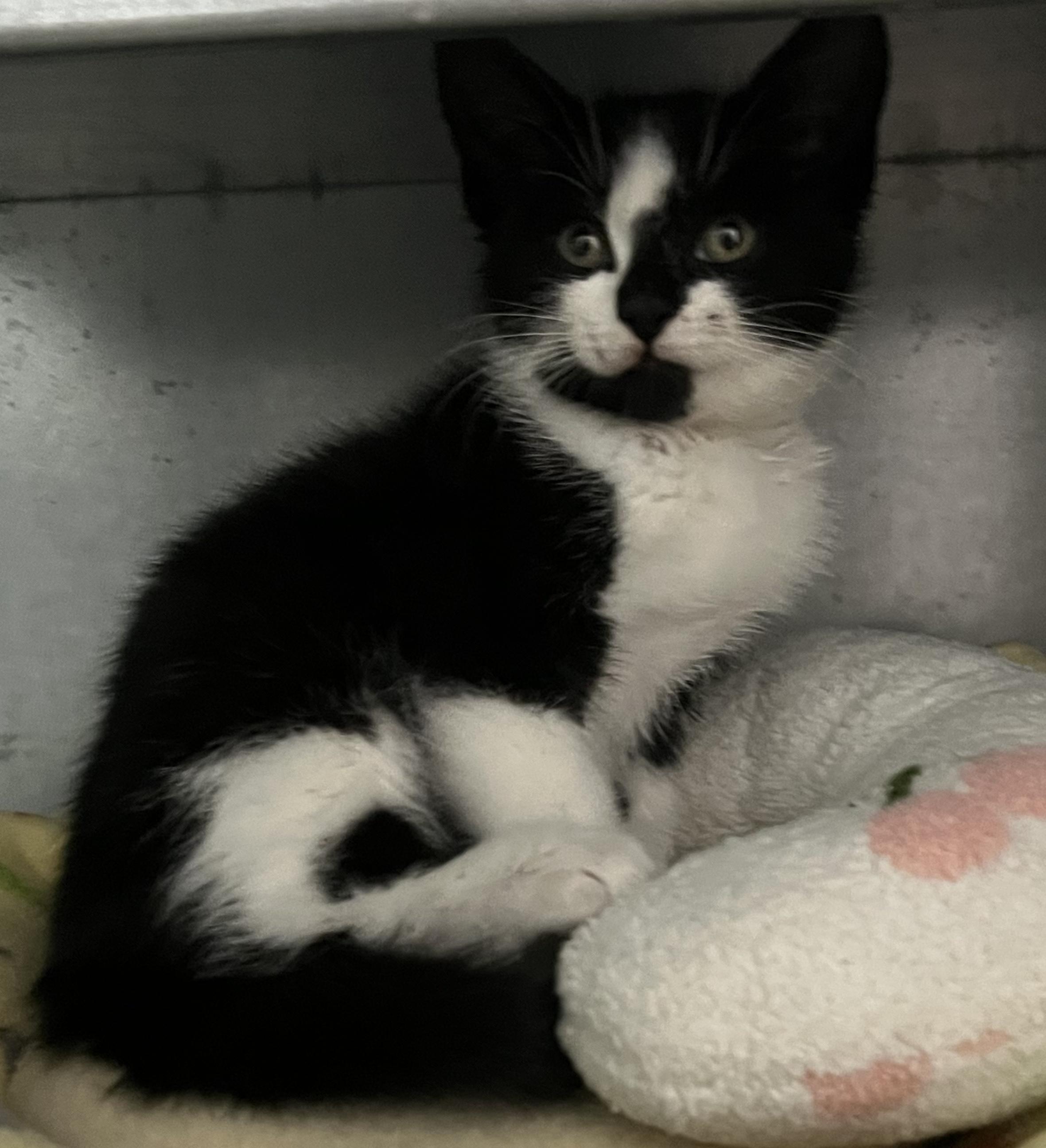 Enlarge Bolt, a Adoptable Domestic Short Hair in McPherson, KS image 2/2
