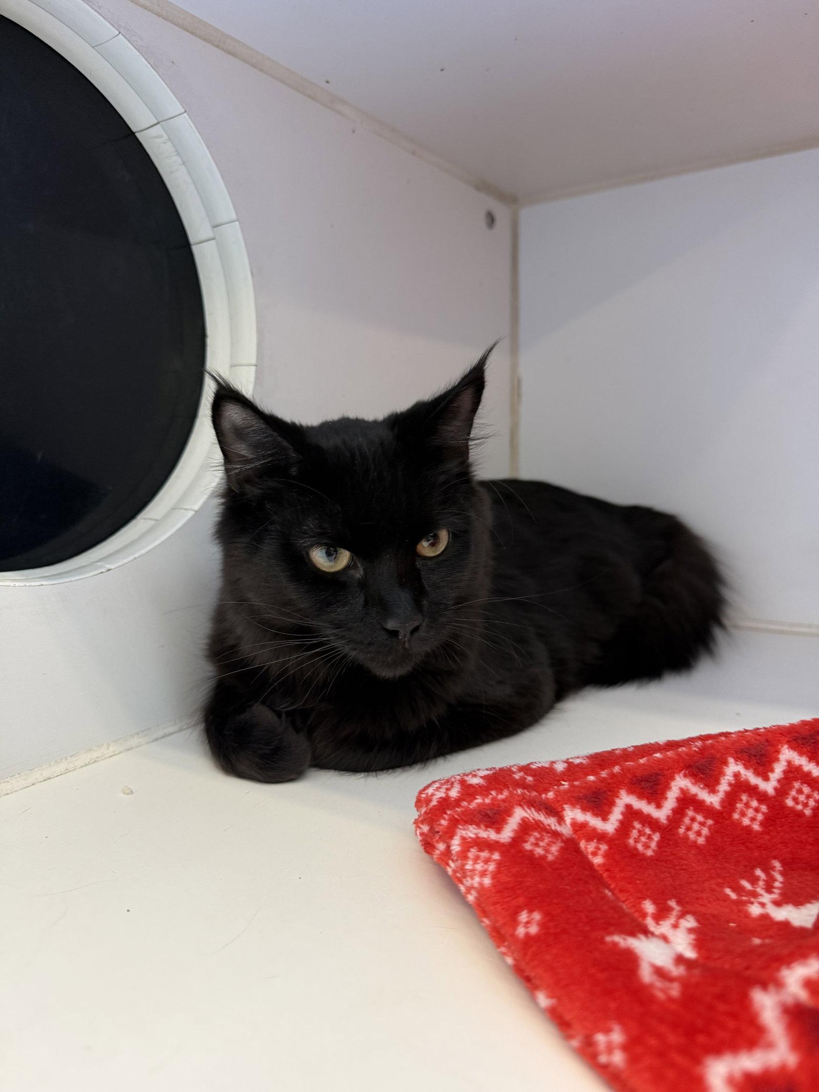 Apolo 5mo, Adoptable, Young Male Domestic Medium Hair.