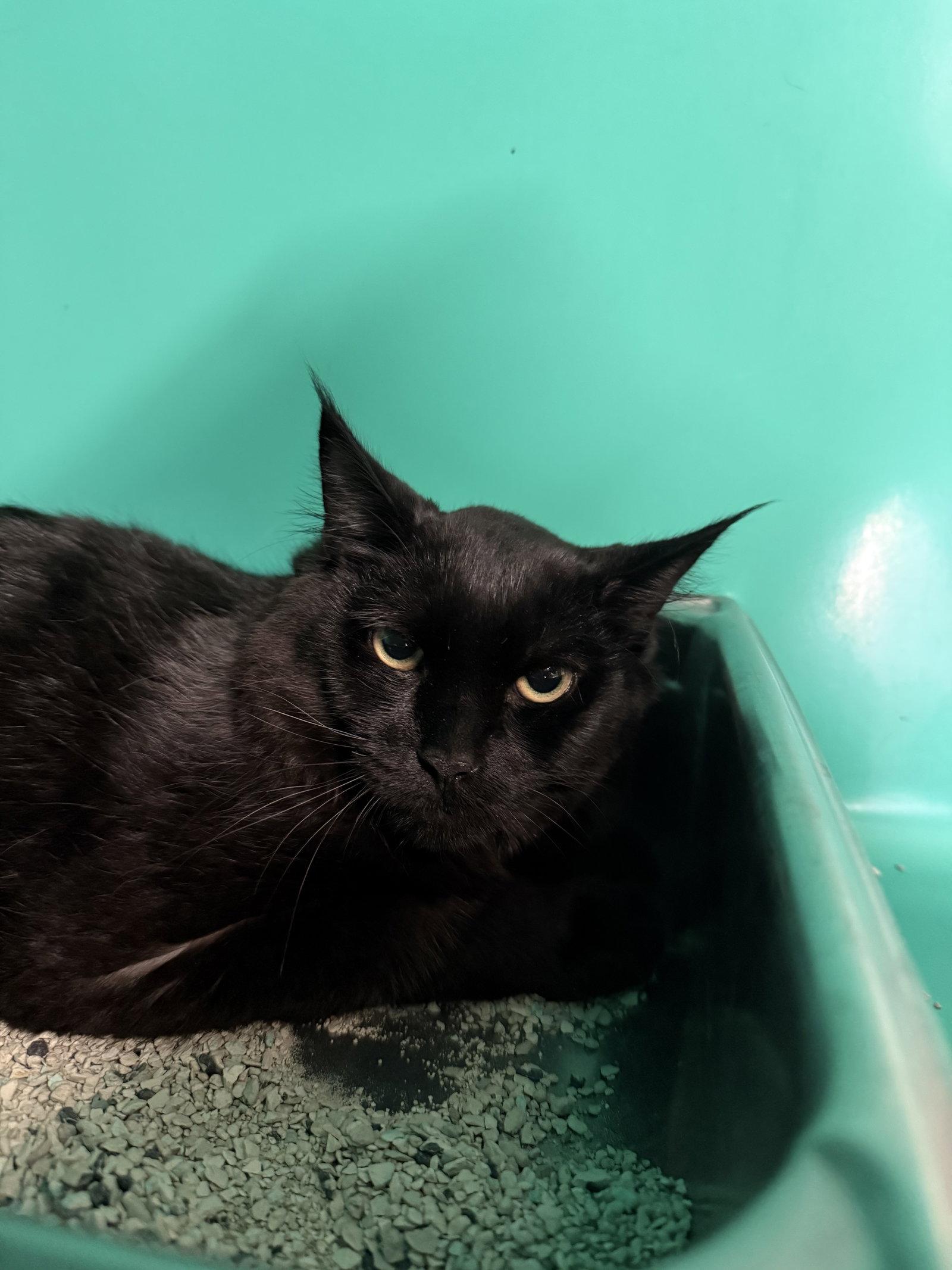 Enlarge Apolo 5mo, a Adoptable Domestic Medium Hair in Sterling, MA image 2/2