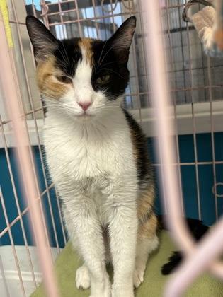 Imogen, Adopted, Adult Female Domestic Short Hair.