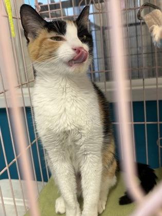 Enlarge Imogen, a Adopted Domestic Short Hair in Plano, TX image 5/5