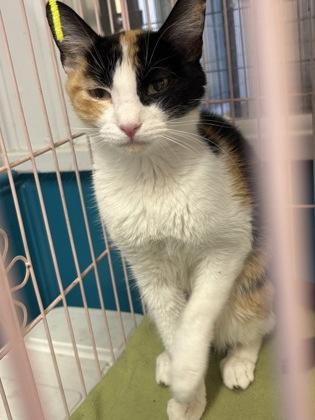 Enlarge Imogen, a Adopted Domestic Short Hair in Plano, TX image 4/5