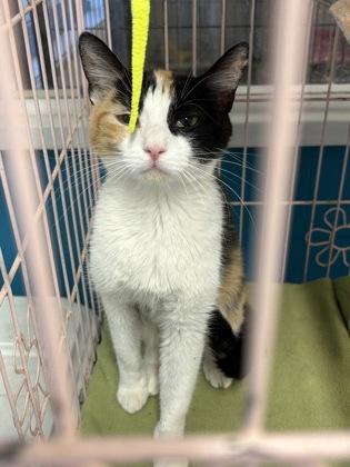 Enlarge Imogen, a Adopted Domestic Short Hair in Plano, TX image 3/5
