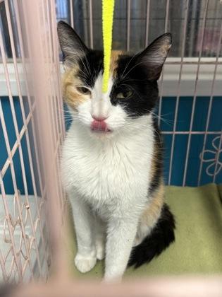 Enlarge Imogen, a Adopted Domestic Short Hair in Plano, TX image 2/5