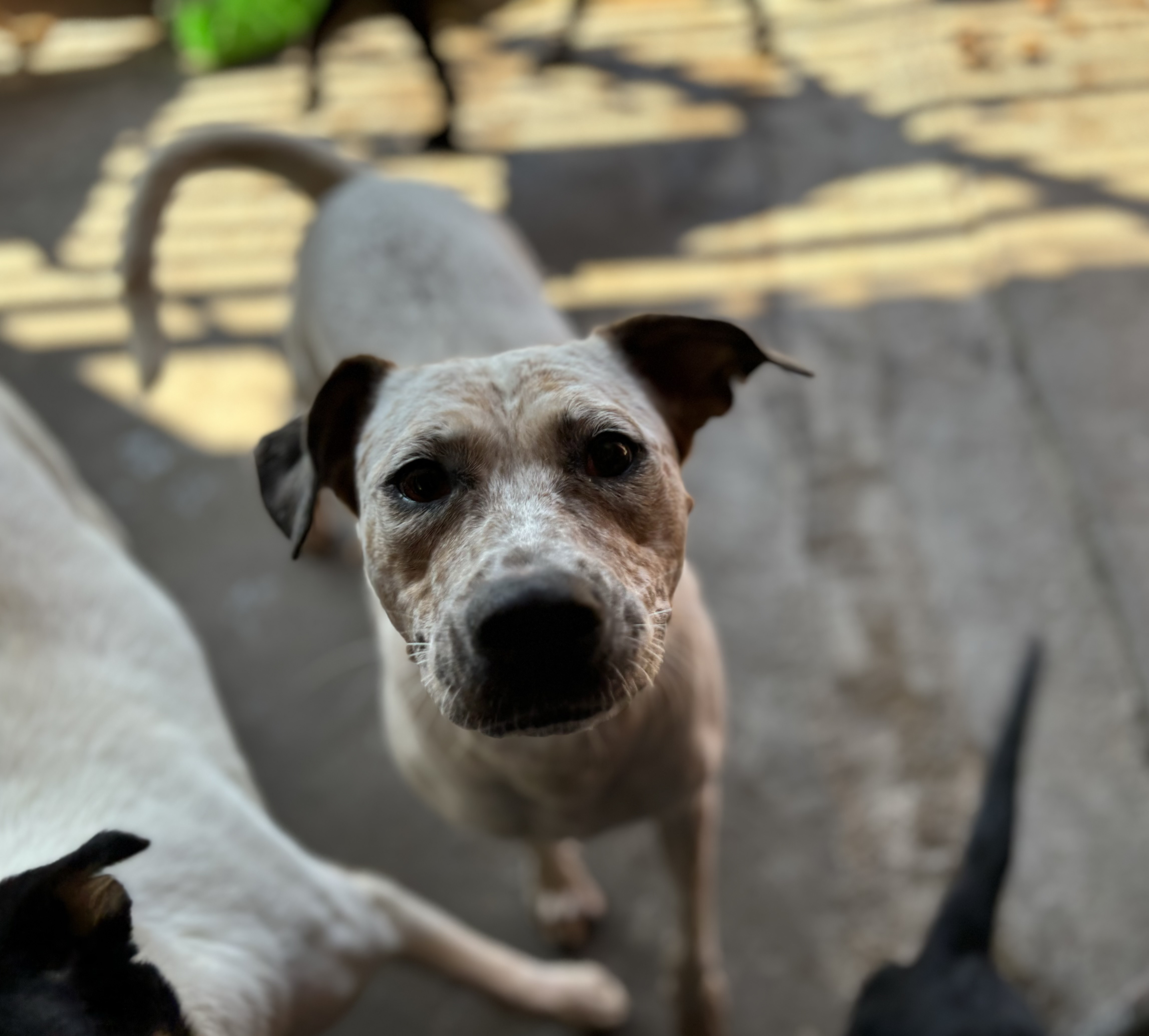 Enlarge Pinta, a Adoptable mixed breed in Nogales, SON image 2/6