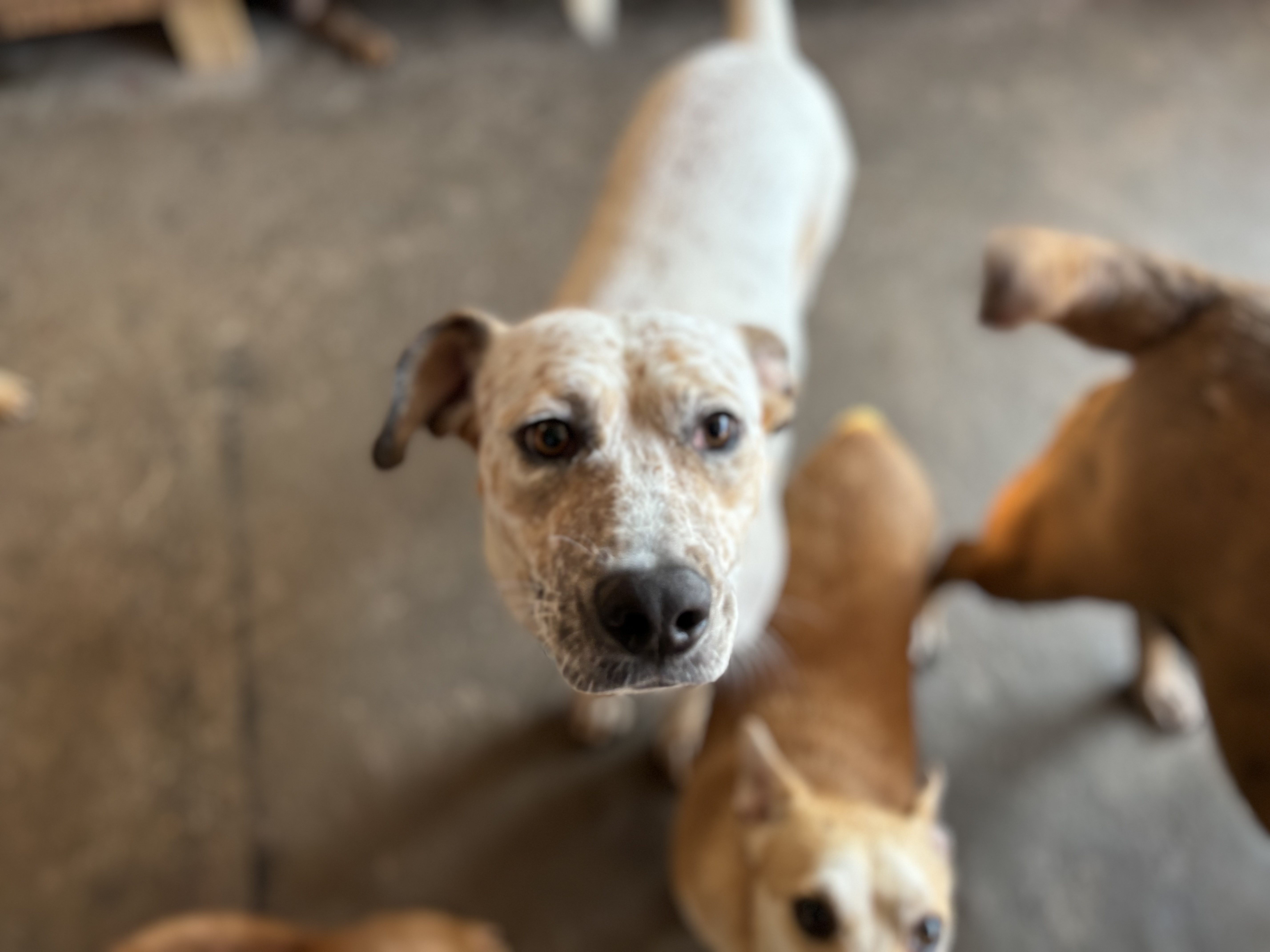 Enlarge Pinta, a Adoptable mixed breed in Nogales, SON image 4/6
