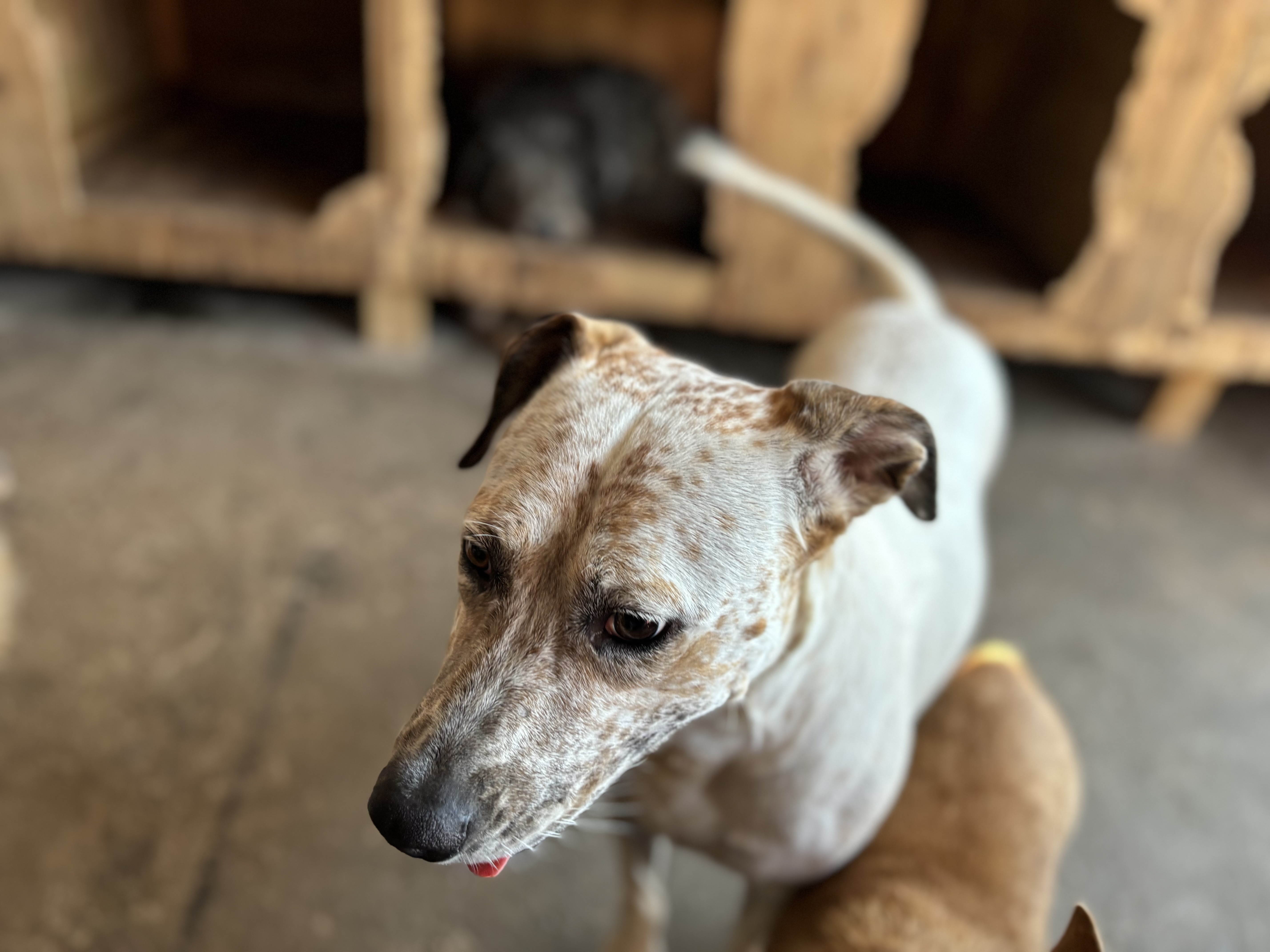 Enlarge Pinta, a Adoptable mixed breed in Nogales, SON image 5/6