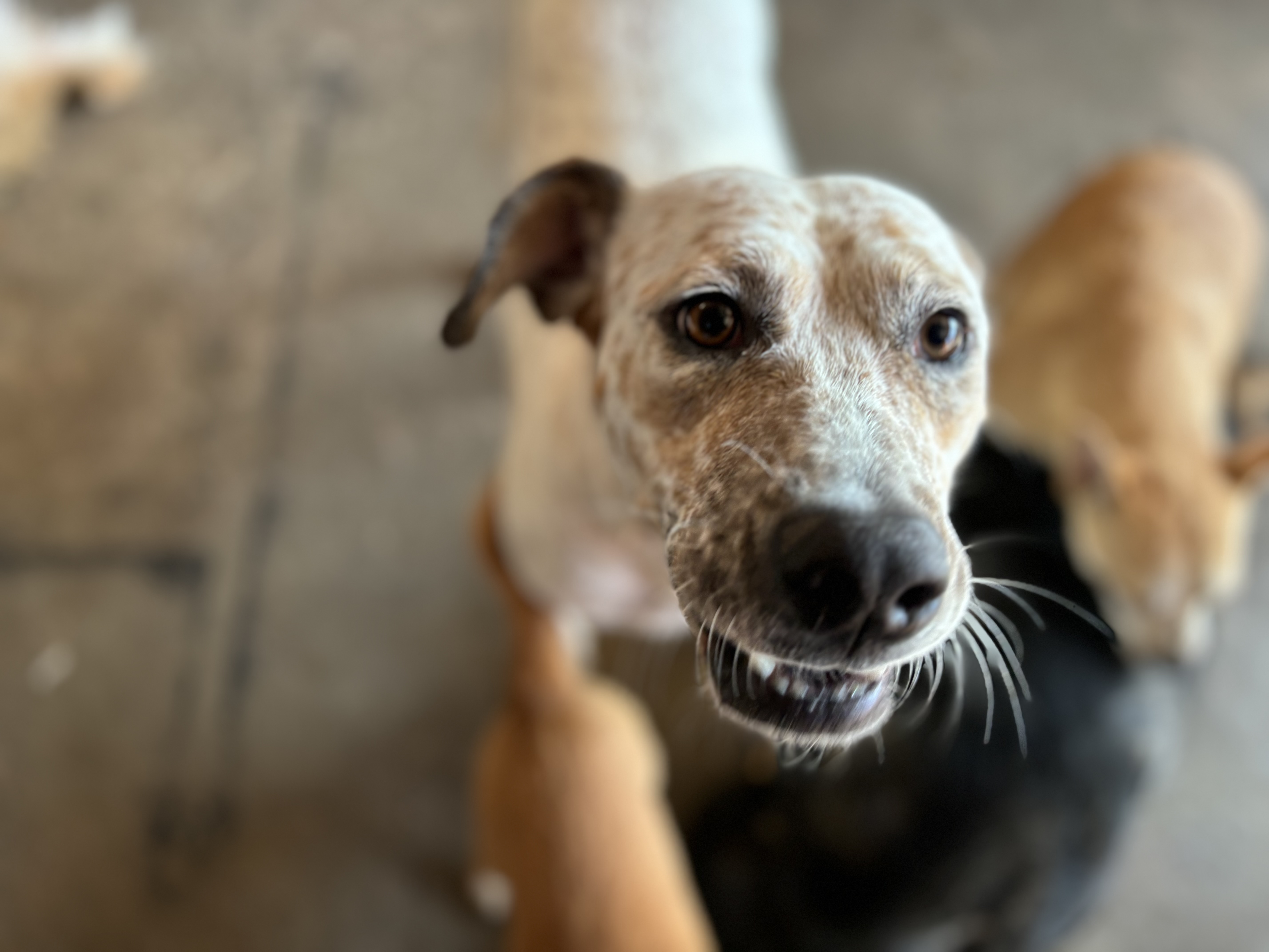 Pinta, an adoptable Australian Cattle Dog / Blue Heeler in Nogales, SON, 84093 | Photo Image 3