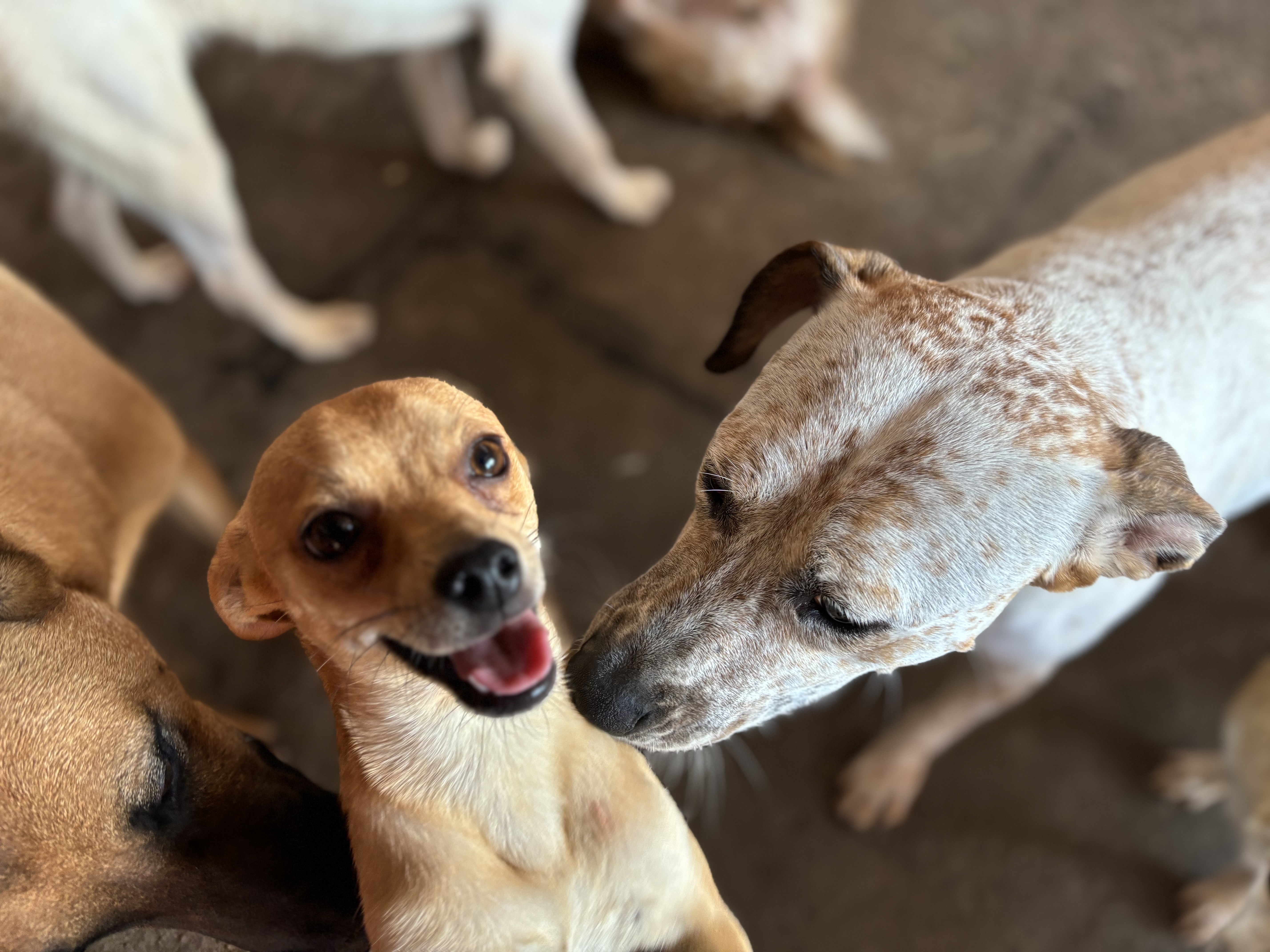 Enlarge Pinta, a Adoptable mixed breed in Nogales, SON image 6/6