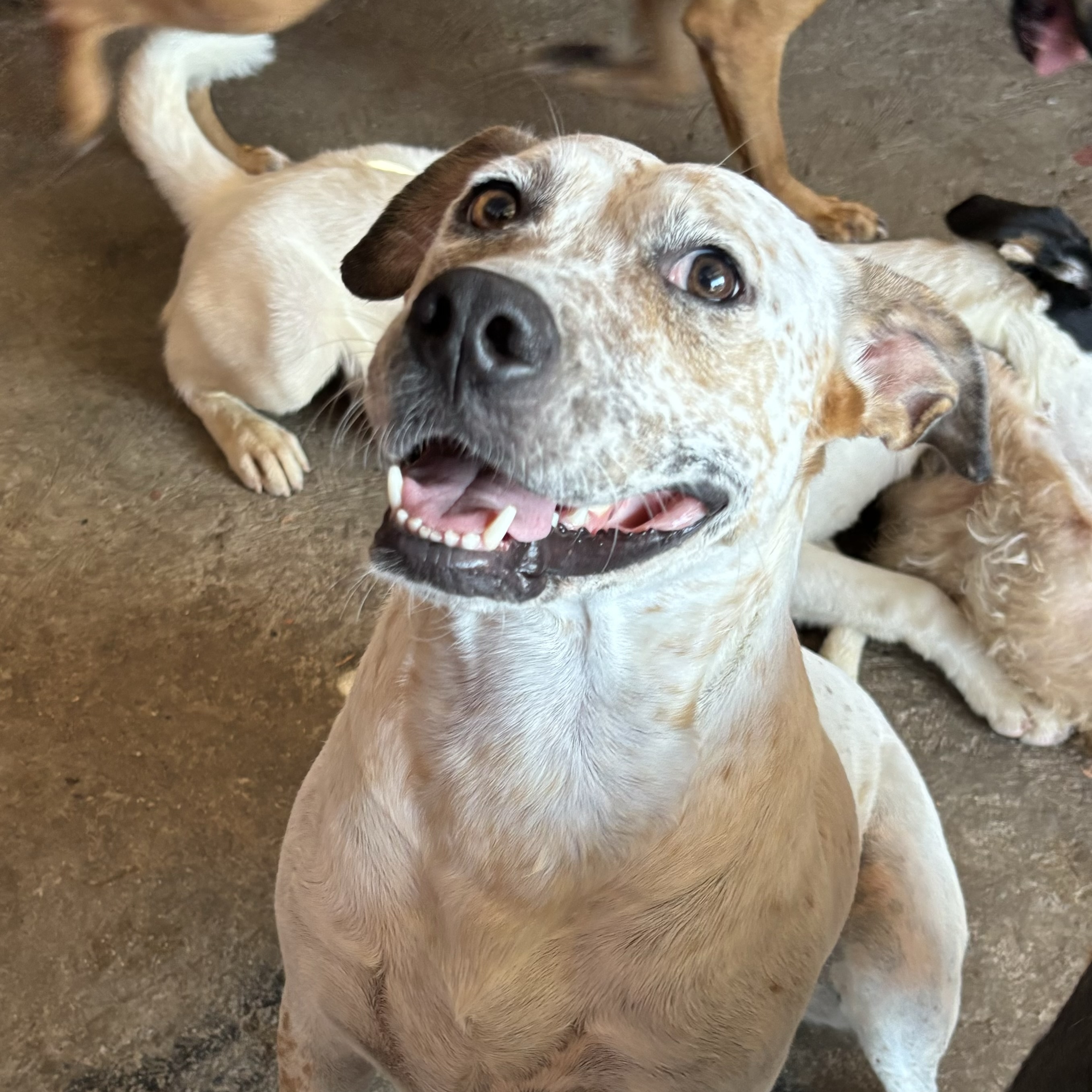 Enlarge Pinta, a Adoptable mixed breed in Nogales, SON image 1/6