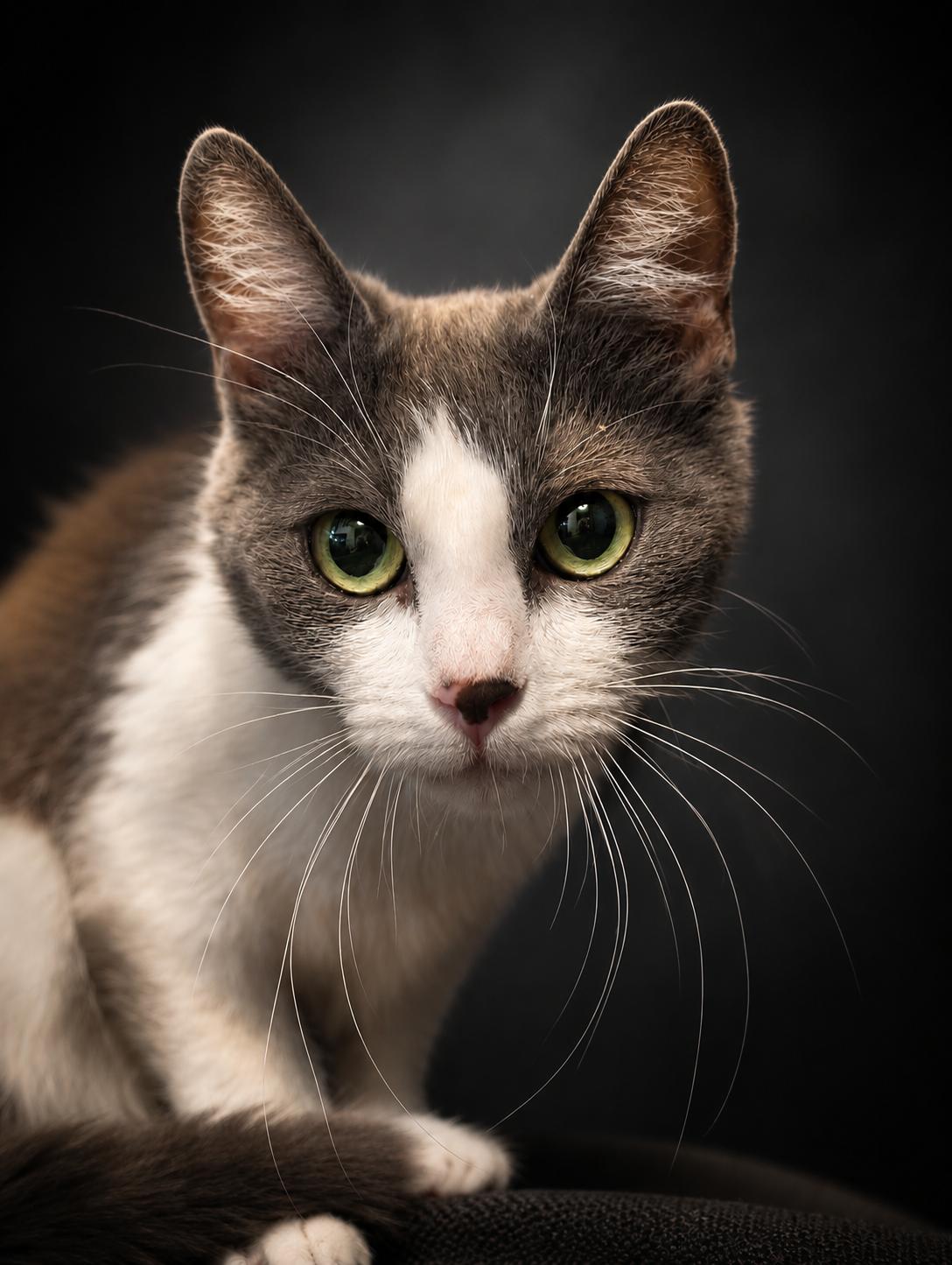 Mimic aka Brook, Adopted, Adult Female Domestic Short Hair.