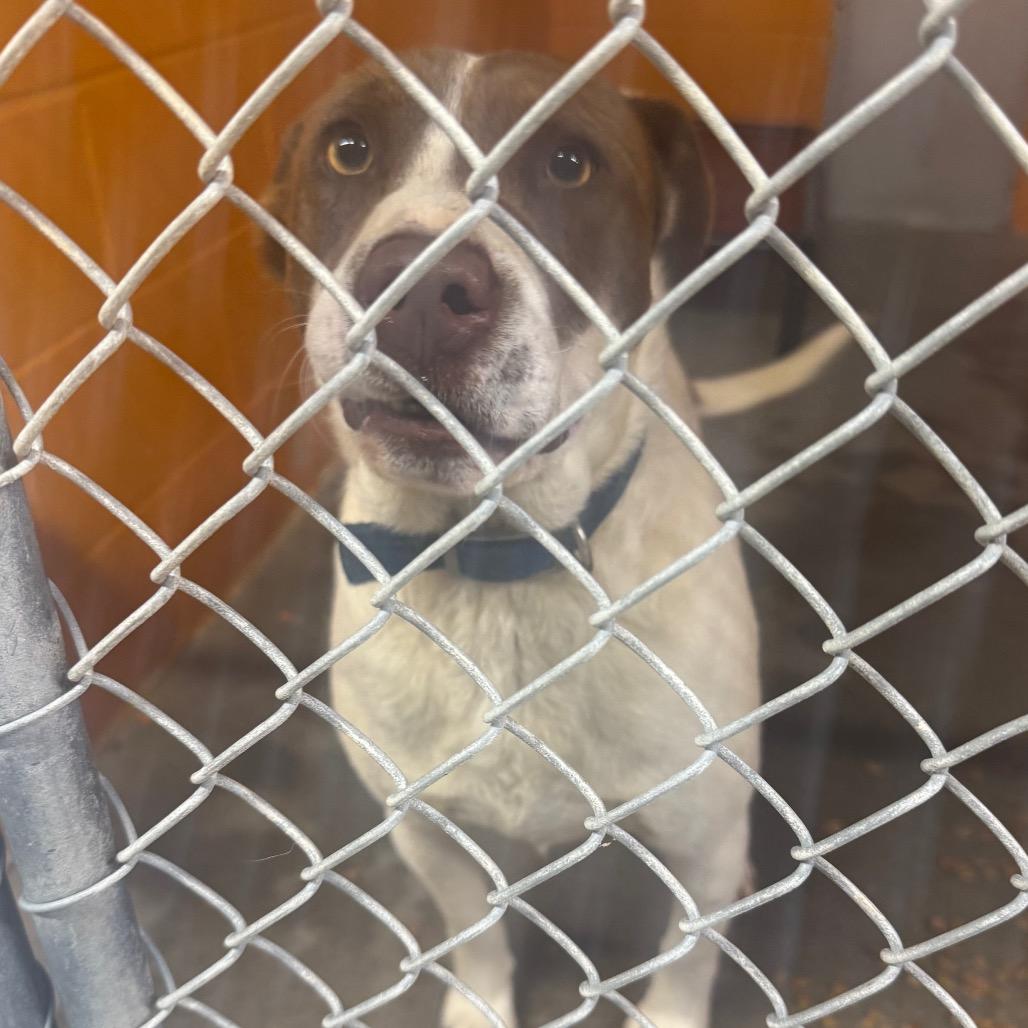 Jake, Adoptable, Puppy Male Pit Bull Terrier & Mixed Breed.