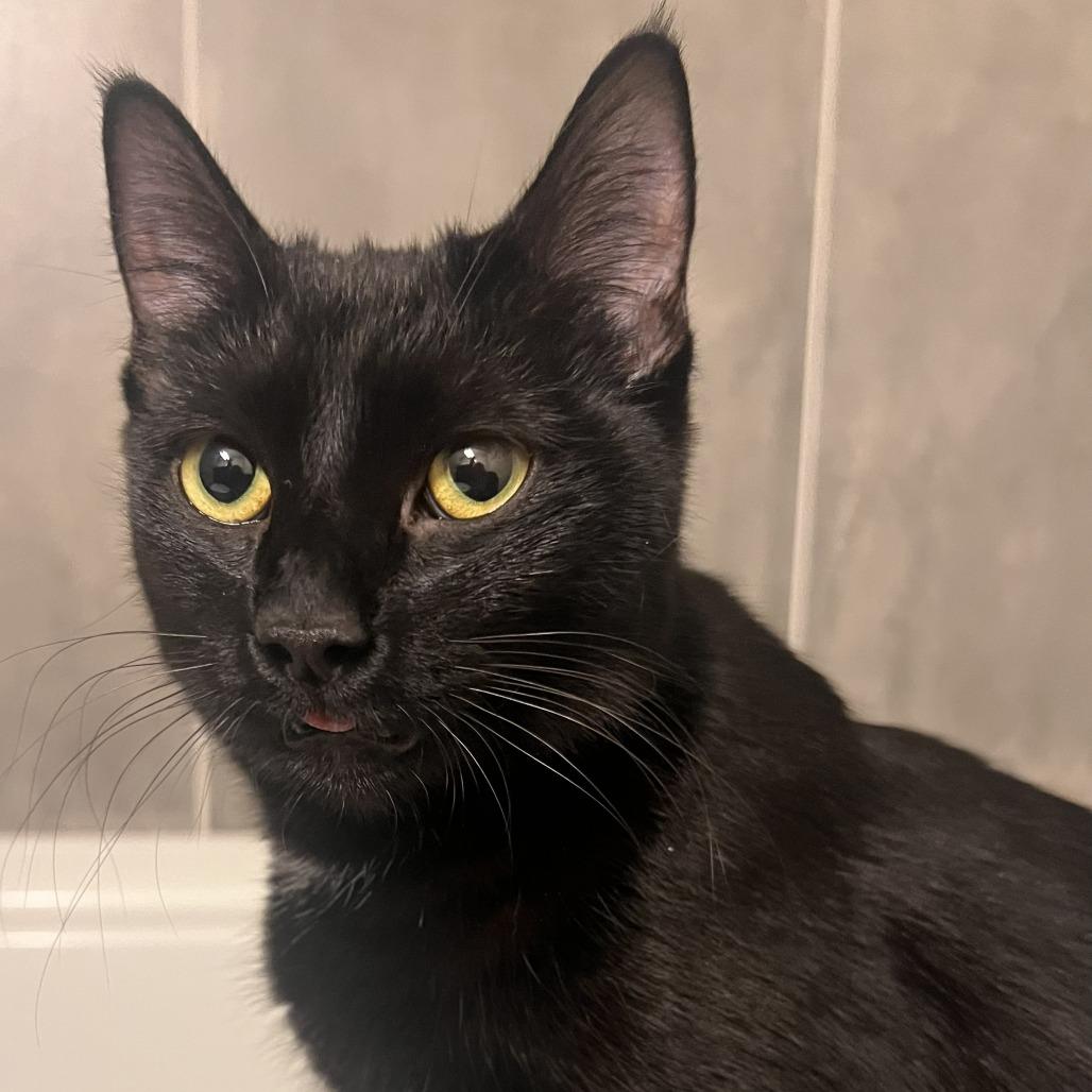 Poppy, a Adoptable Domestic Short Hair in Talent, OR image 2/3