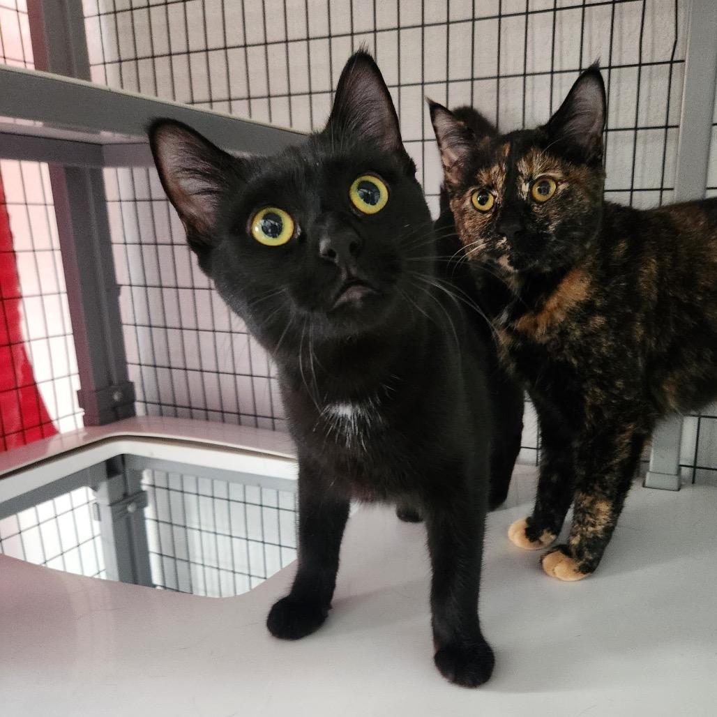 Poppy, a Adoptable Domestic Short Hair in Talent, OR image 3/3