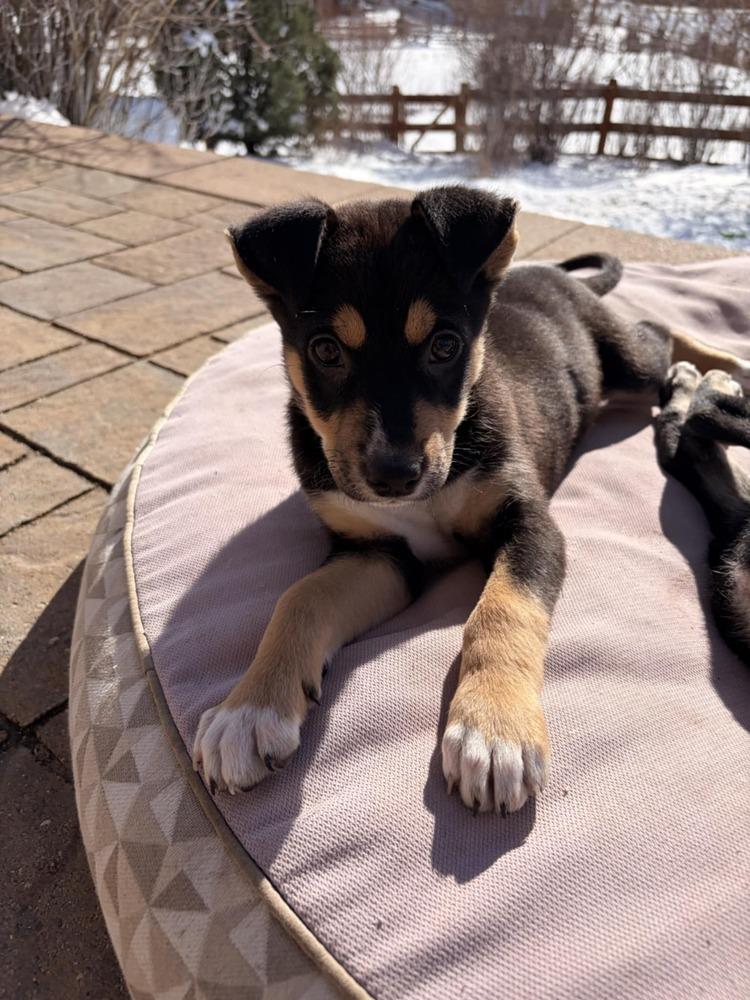 Fettucine, Adoptable, Puppy Female Labrador Retriever & Shepherd.