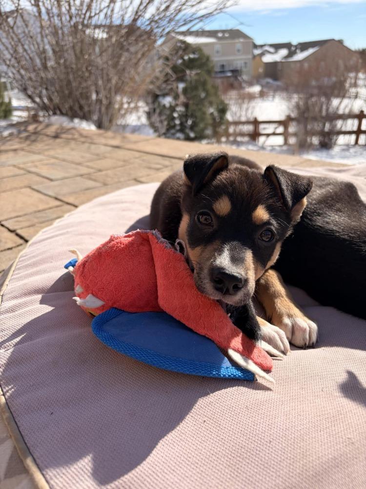 Fettucine, a Adoptable mixed breed in Aurora, CO image 2/6