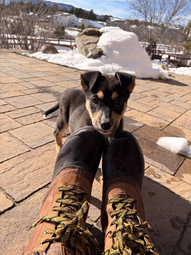 Fettucine, a Adoptable mixed breed in Aurora, CO image 3/6