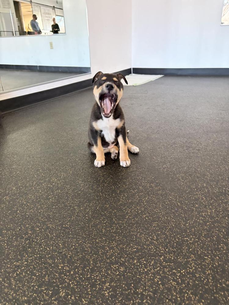 Fettucine, a Adoptable mixed breed in Aurora, CO image 4/6