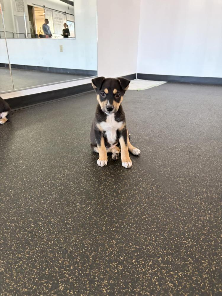 Fettucine, a Adoptable mixed breed in Aurora, CO image 5/6