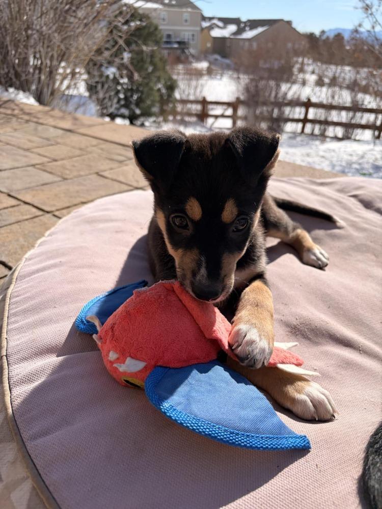 Fettucine, a Adoptable mixed breed in Aurora, CO image 6/6