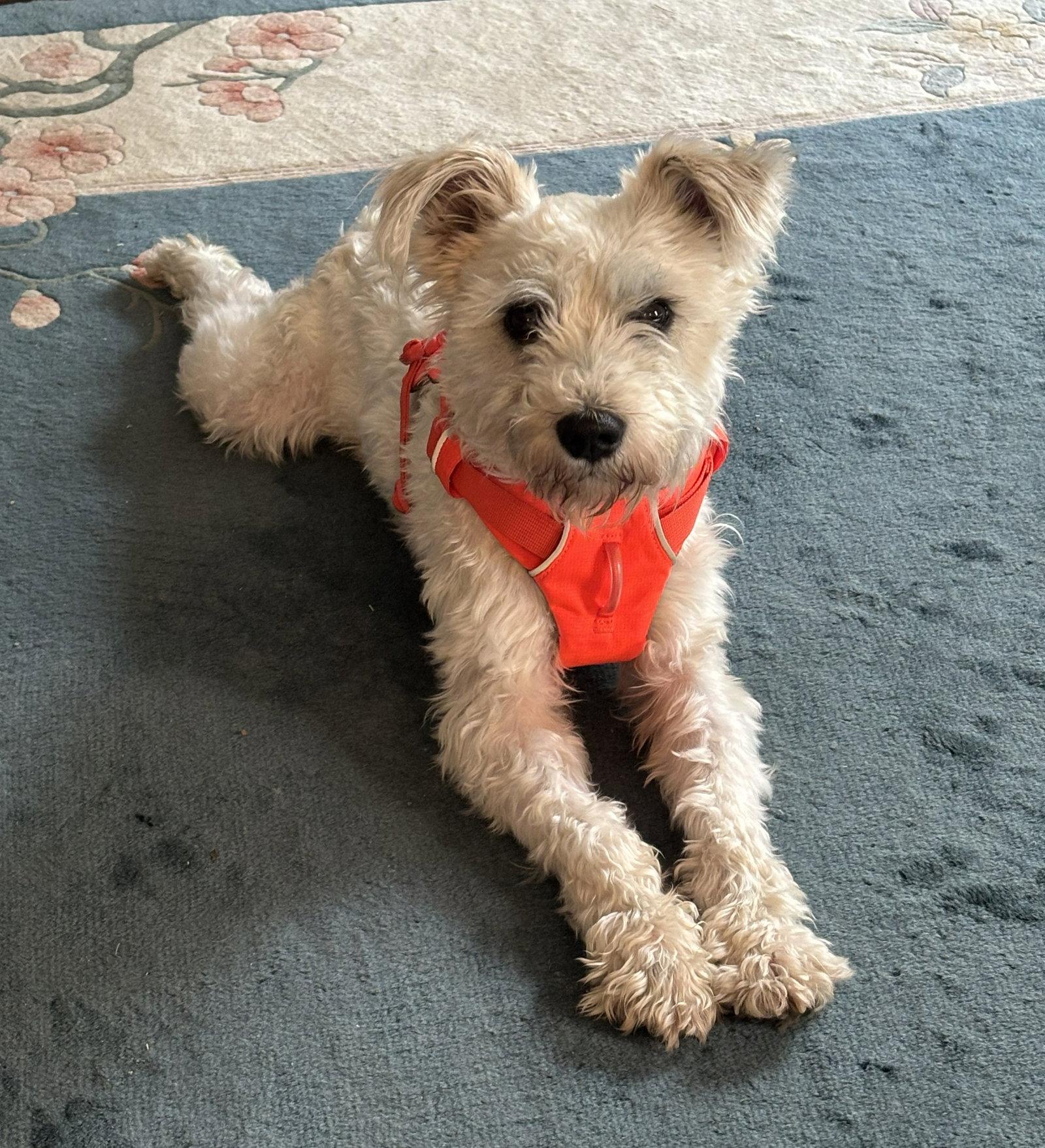 Enlarge ALMOND (SRC#3617) in VA, a Adoptable Schnauzer in Lenoir, NC image 1/3