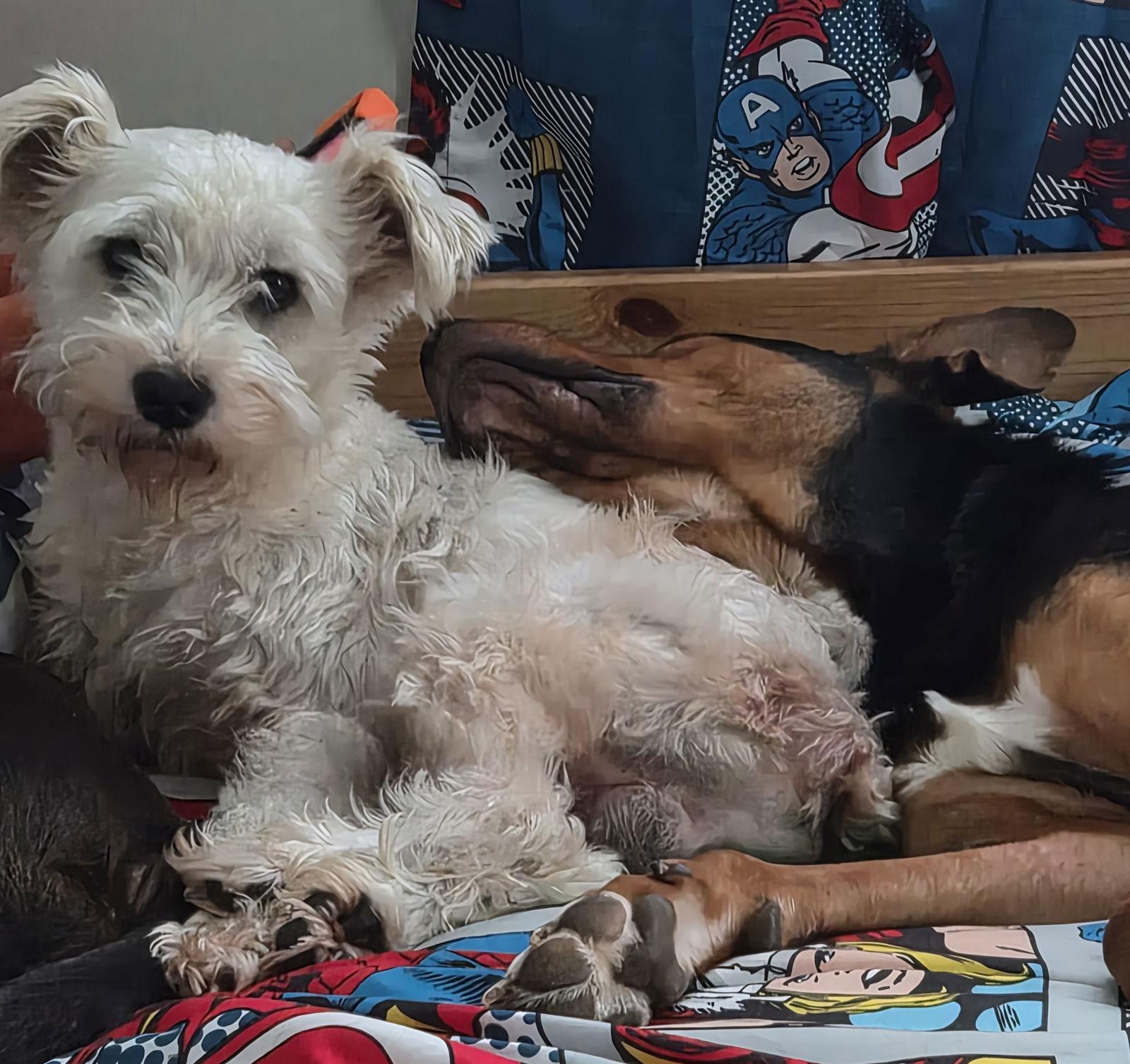 Enlarge ALMOND (SRC#3617) in NC, a Adoptable Schnauzer in Lenoir, NC image 2/3