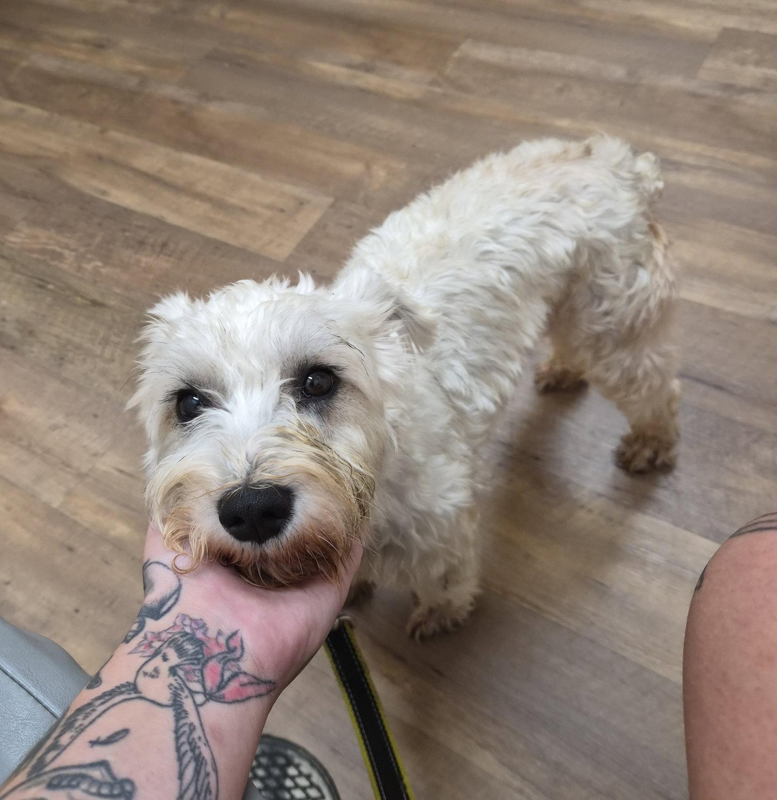 Enlarge ALMOND (SRC#3617) in VA, a Adoptable Schnauzer in Lenoir, NC image 3/3