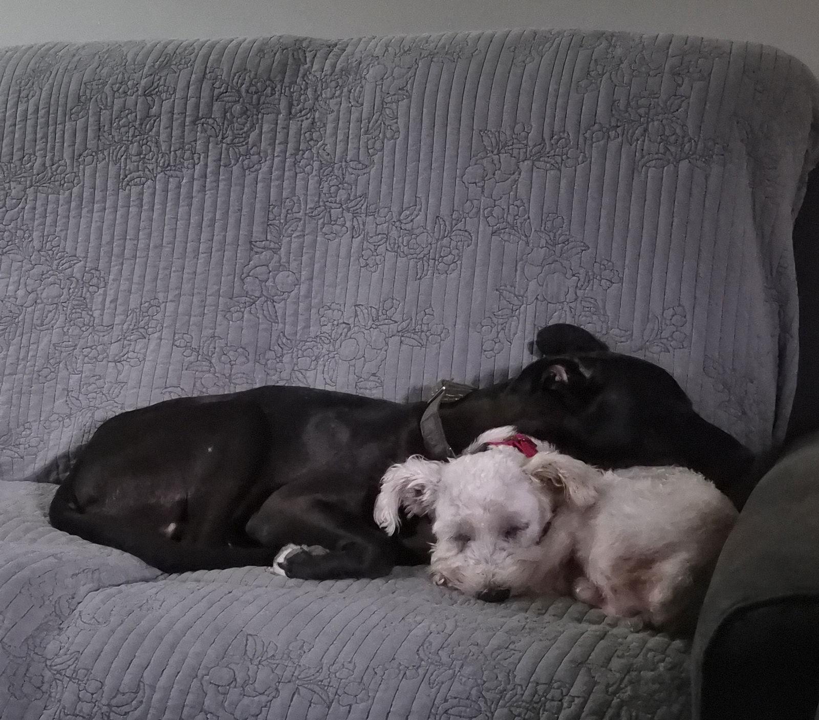 Enlarge ALMOND (SRC#3617) in NC, a Adoptable Schnauzer in Lenoir, NC image 3/3