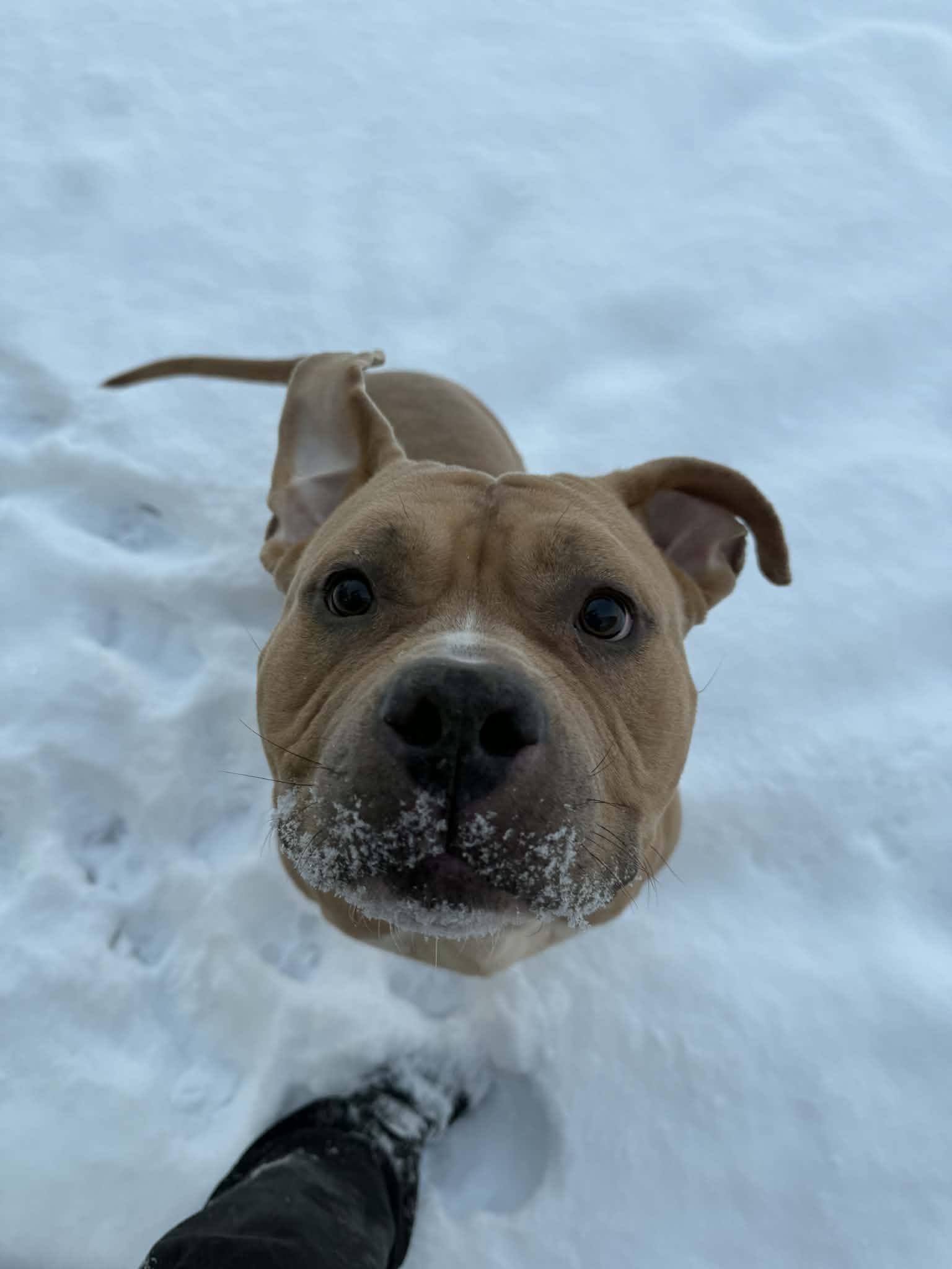 Honey Hamz, a Adoptable American Bully in Liberty, MO image 1/6