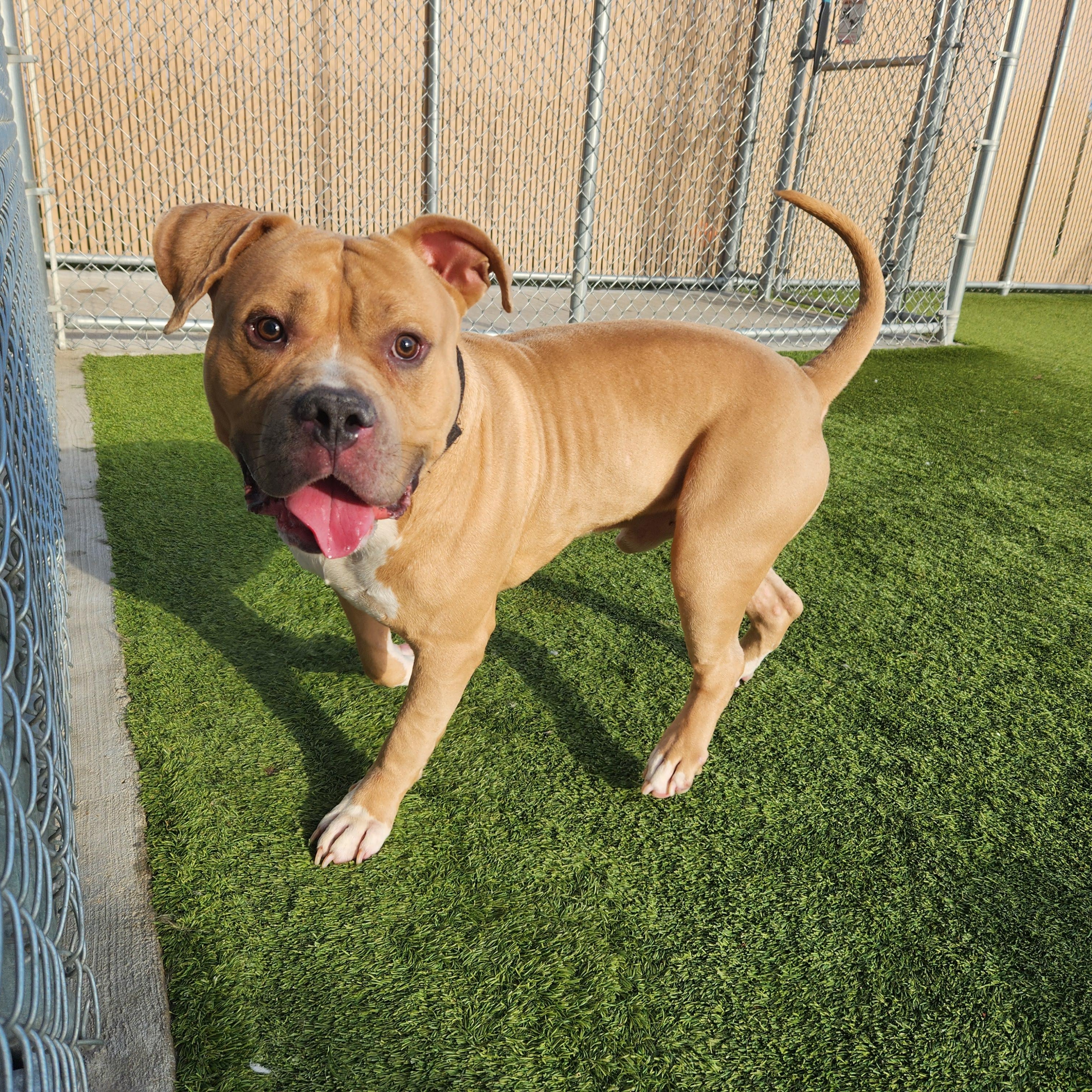 Honey Hamz, a Adoptable American Bully in Liberty, MO image 2/6