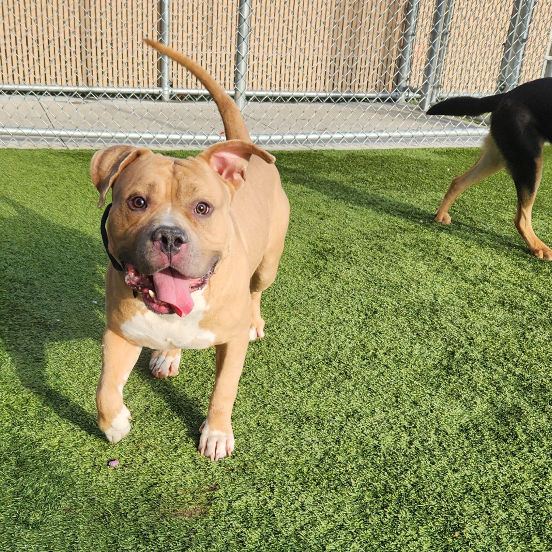 Honey Hamz, a Adoptable American Bully in Liberty, MO image 3/6