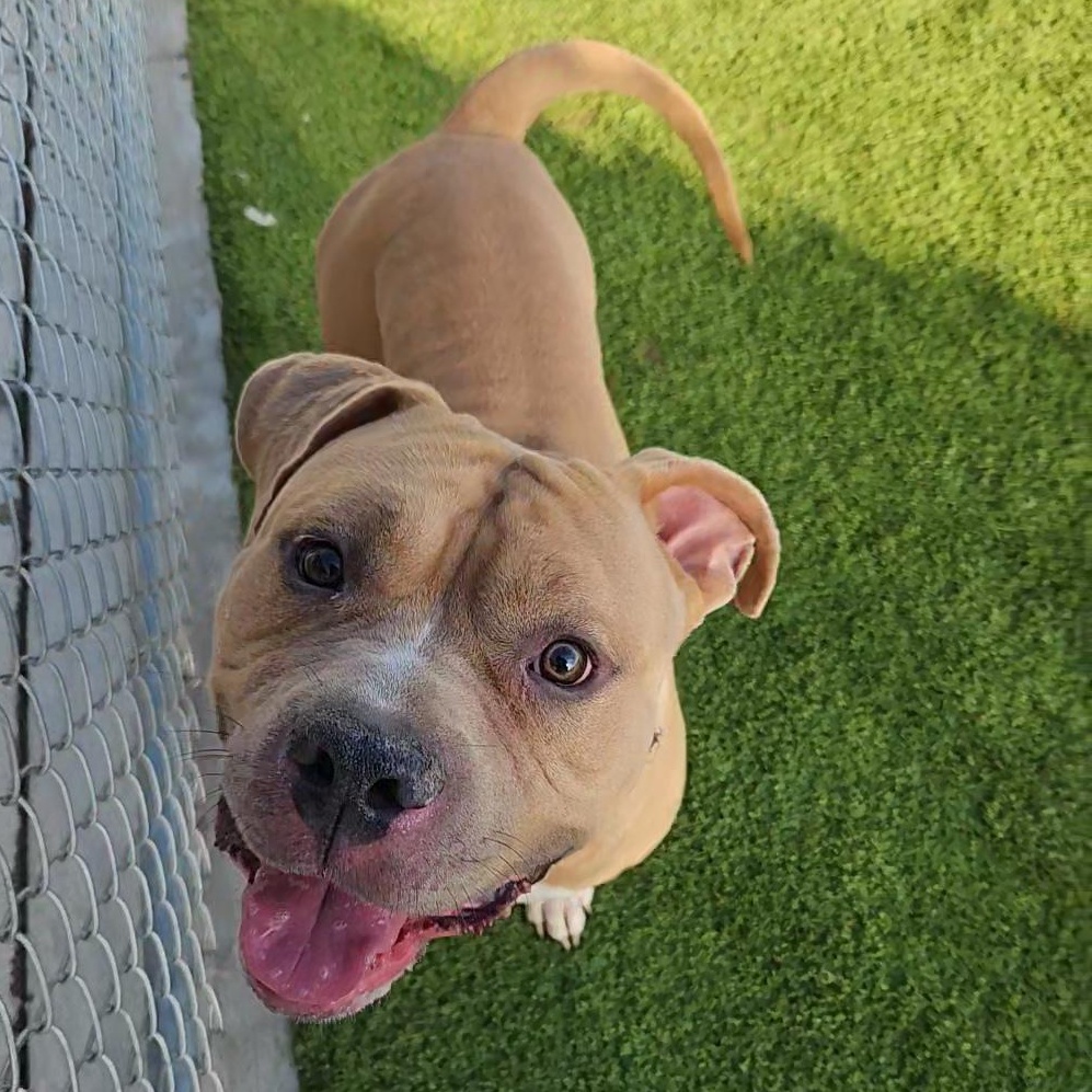 Honey Hamz, a Adoptable American Bully in Liberty, MO image 4/6