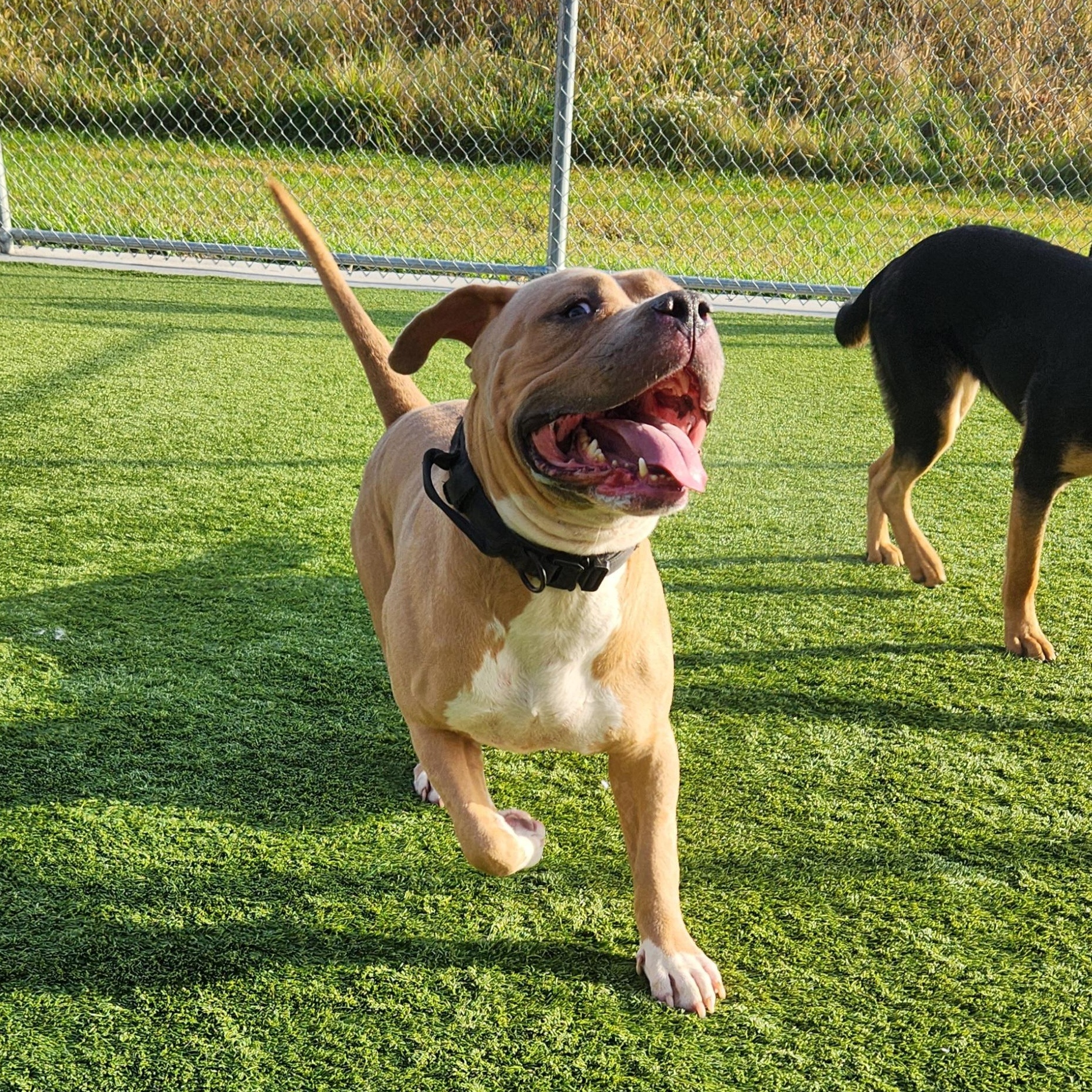 Honey Hamz, a Adoptable American Bully in Liberty, MO image 5/6