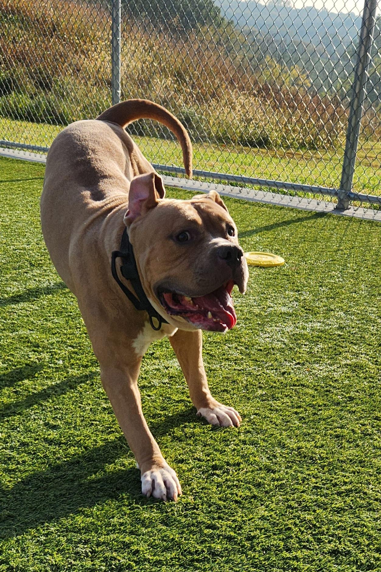 Honey Hamz, a Adoptable American Bully in Liberty, MO image 6/6