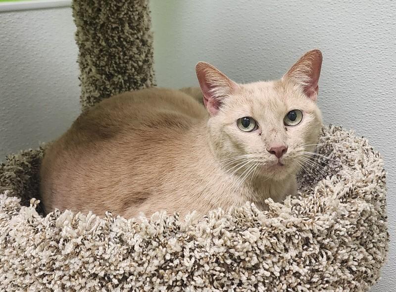 Enlarge Khanyisa, a Adoptable Domestic Short Hair in Jackson, TN image 1/5
