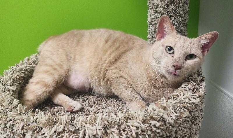 Enlarge Khanyisa, a Adoptable Domestic Short Hair in Jackson, TN image 2/5