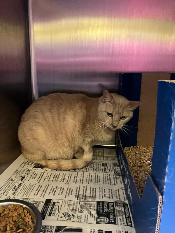 Enlarge Khanyisa, a Adoptable Domestic Short Hair in Jackson, TN image 3/5