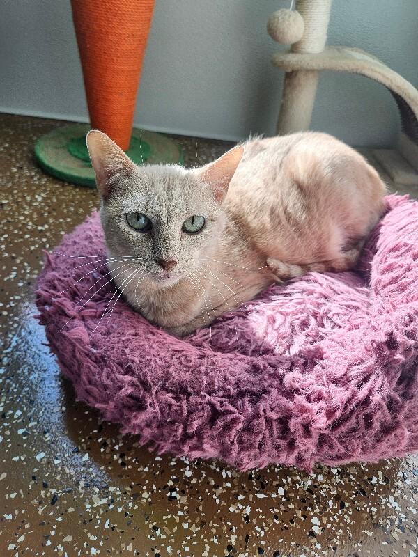Khanyisa, a Adoptable Domestic Short Hair in Jackson, TN image 3/5