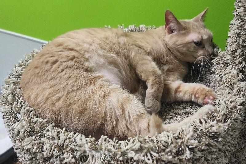 Enlarge Khanyisa, a Adoptable Domestic Short Hair in Jackson, TN image 4/5
