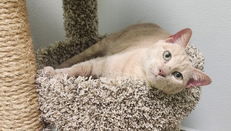 Enlarge Khanyisa, a Adoptable Domestic Short Hair in Jackson, TN image 5/5