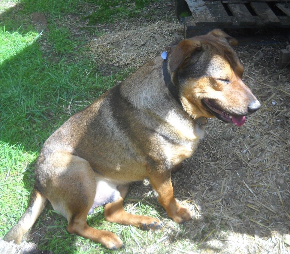 Enlarge "Daddy"  German Shep mix --- California, a Adoptable German Shepherd Dog in Oakhurst, CA image 1/2